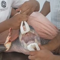 Salvan a tortuga que tenía incrustada en su boca una cuchara de plástico (Video)
