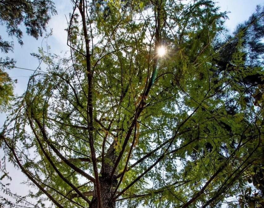 El árbol que será sembrado en lo que fue la Glorieta de la Palma