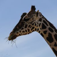 Las cuatro especies de jirafa tienen cráneos distintivos
