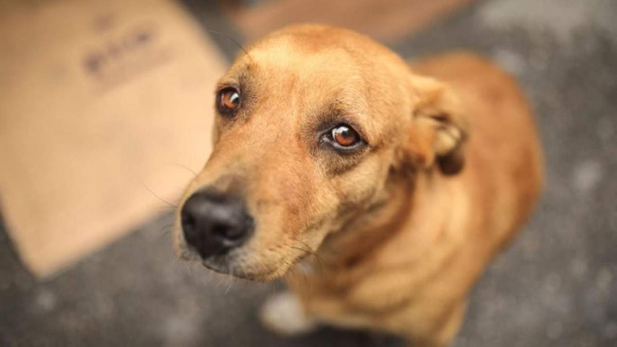 Con la Ley Conan habrá penas más duras contra el maltrato animal. Fuente: (X)