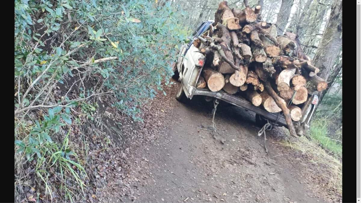 Tala ilegal en el Cerro Otto. Fuente: (Twitter)