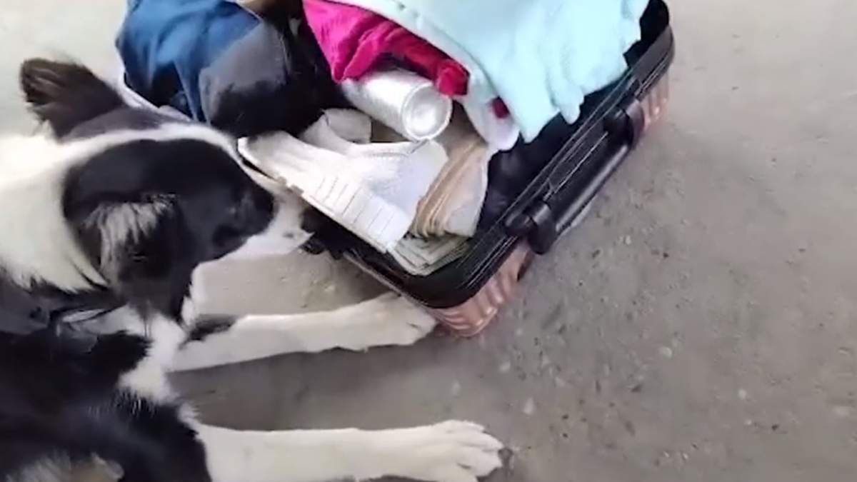 Lola, la perra de la Aduana que descubrió el ingreso ilegal de miles de dólares. Fuente: (Twitter)