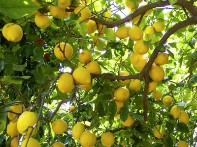 3 trucos totalmente gratis para mantener tu limonero hermoso y lleno de frutos todo el invierno