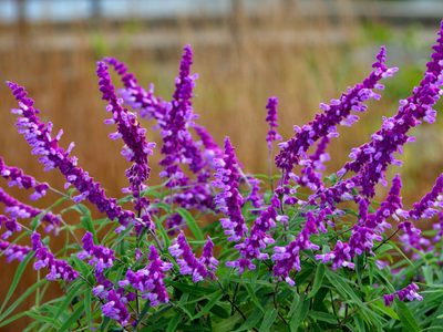 La planta que estalla de llamativas flores en otoño y llena tu jardín de colibríes y mariposas