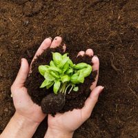 Con pocos ingredientes, la receta mágica de los viveros para que tus plantas crezcan sin parar