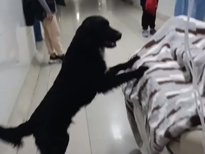 El perro “Firulais” decidió no abandonar a su dueño desahuciado en un hospital de Perú (video)