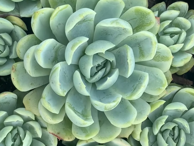 El consejo clave para cuidar tu suculenta Echeveria y mantenerla hermosa ahora que comienza la primavera
