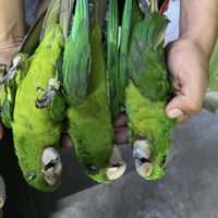 Segunda ola de calor provoca la muerte de aves en la Huasteca Potosina