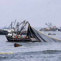 El Mar Argentino, víctima nuevamente del extractivismo pesquero