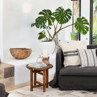 Monstera deliciosa: cómo mantener esta hermosa planta de interior que atrae el dinero y la armonía