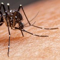 Por aumento en los casos de dengue, el Ministerio de Salud lanzó varias recomendaciones