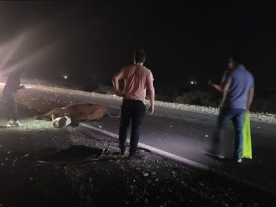 Un animal suelto en la ruta 22 provocó un accidente cerca de Plaza Huincul