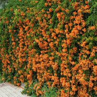 Color y vida en el frío: la planta que sobrevive con pocos cuidados y regala hermosas flores naranja en invierno