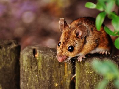 La planta mágica que ahuyenta y mantiene a las ratas lejos de tu casa