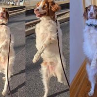 Dexter, el perro que camina en dos patas y genera pánico y ternura al mismo tiempo