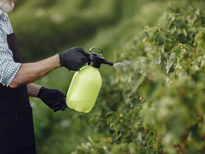 Plagas fuera: en 2 minutos, prepará este insecticida y alejá de tus plantas a la cochinilla, hormigas, caracoles y más