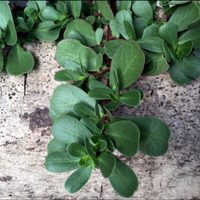 Si tenés este yuyo en el jardín, no lo arranques: es una de las plantas más valiosas que podés tener