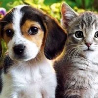 Realizarán una jornada especial dedicada a la adopción responsable de mascotas