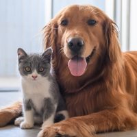 Los comercios en Neuquén Capital ya pueden registrarse para recibir mascotas en sus interiores