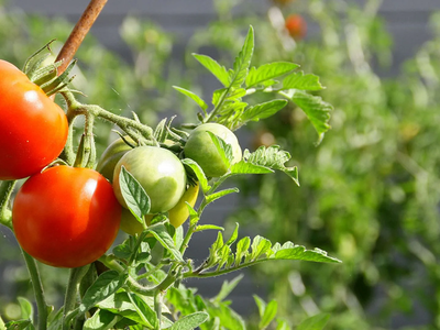 La planta que tenés que sembrar en tu jardín si querés disfrutar de ensaladas frescas en el verano