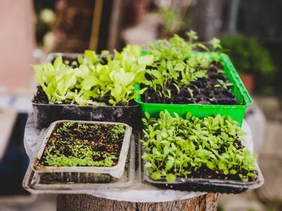 El secreto para sembrar con éxito tus plantas en el huerto y evitar perder todo tu sueldo en la verdulería