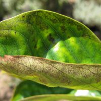 No tengas las hojas marrones en tus plantas, con esta solución vas a evitar que se resequen