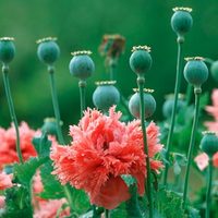 Cultivá esta planta con flores en casa: es silvestre, llena de color y tiene propiedades naturales sorprendentes