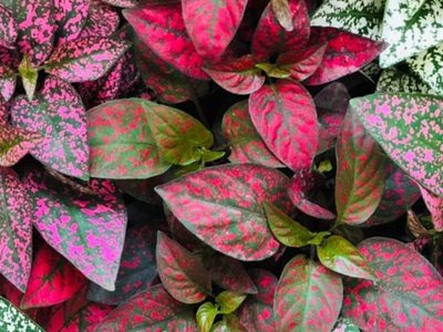 Conocé las plantas que son un tesoro, pero tenés que cuidar bien para que no pierdan el color de sus hojas