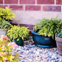 5 cosas que podés hacer por tus plantas en junio si querés disfrutar de los resultados en primavera