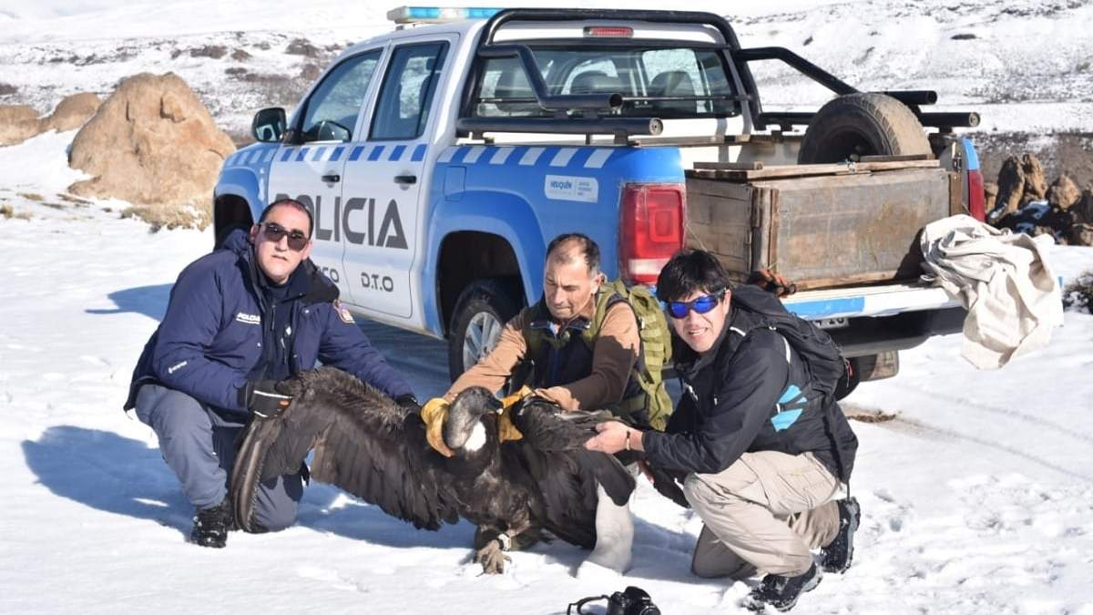 El rescate ocurrió en Los Bolillos, a 20 kilómetros de Varvarco. Fuente (Policía de Neuquén)