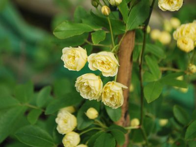 La rosa trepadora perfecta para jardines secos: rápida, resistente y con muchas flores en el verano