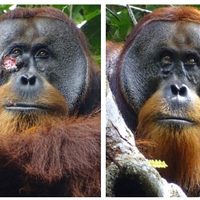 Rakus, el orangután que usó una planta medicinal para tratarse una herida