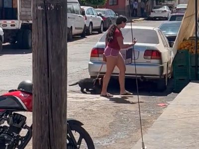 La Profepa asegura un jaguar negro que era paseado por calles de Tepatitlán (Video)