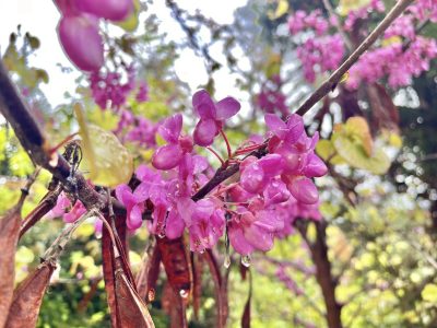 La planta que crece como árbol, tiene las flores más hermosas y es uno de los primeros en florecer en Primavera