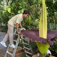 Floreció en Berlín la flor con el peor olor del mundo