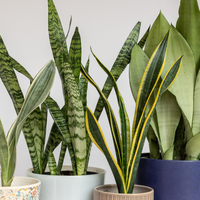 3 trucos mágicos para que tu Sansevieria se multiplique eternamente en primavera
