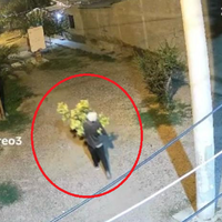 Como pancho por su casa: trasladaba una planta gigante de "marihuana" y lo engancharon