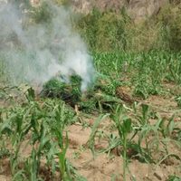 Fuerzas federales destruyen 90 mil plantas de mariguana en Oaxaca