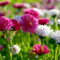 Así tenés que sembrar estas 2 plantas de bulbos para que te den las flores más hermosas