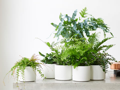 5 plantas increíblemente hermosas que soportan vivir en espacios con poca luz