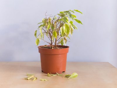 El secreto para revitalizar tus plantas usando solo 1 elemento que seguro tenés en el botiquín de casa