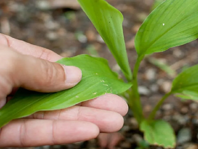 3 poderosos rituales que tenés que hacer con la planta de jengibre para protegerte vos y a tu hogar