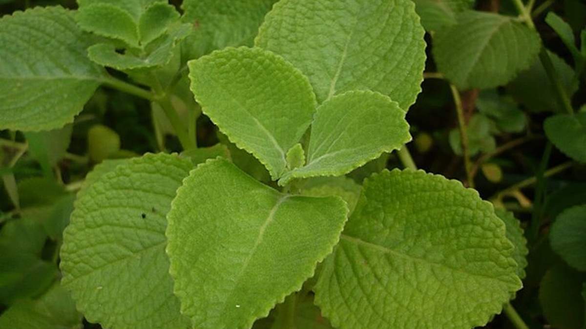 Planta. Fuente: (X)