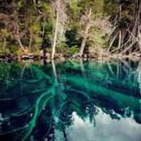 Visita obligada: un bosque sumergido en un lago del sur
