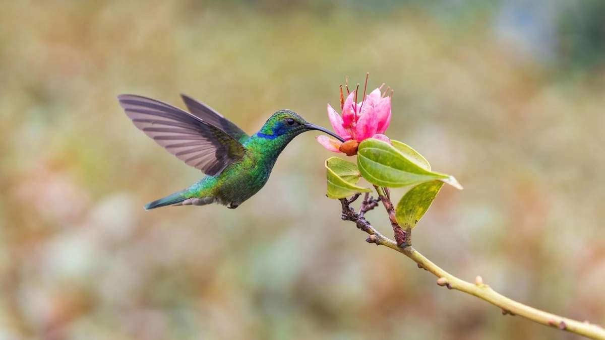 Colibríes. Fuente: (Instagram)