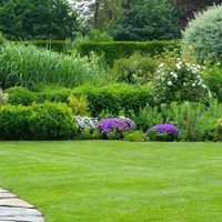 Si no querés gastar fortuna en panes de césped, este es el mejor secreto para llenar tu jardín del pasto más verde