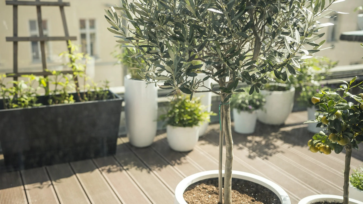 Árbol. Fuente: (Apartment Therapy)