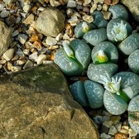 Bonita y cero exigente: la planta que se camufla en el desierto y parece de otro planeta