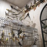 Rescatan a unos 300 animales hacinados en una casa de NY