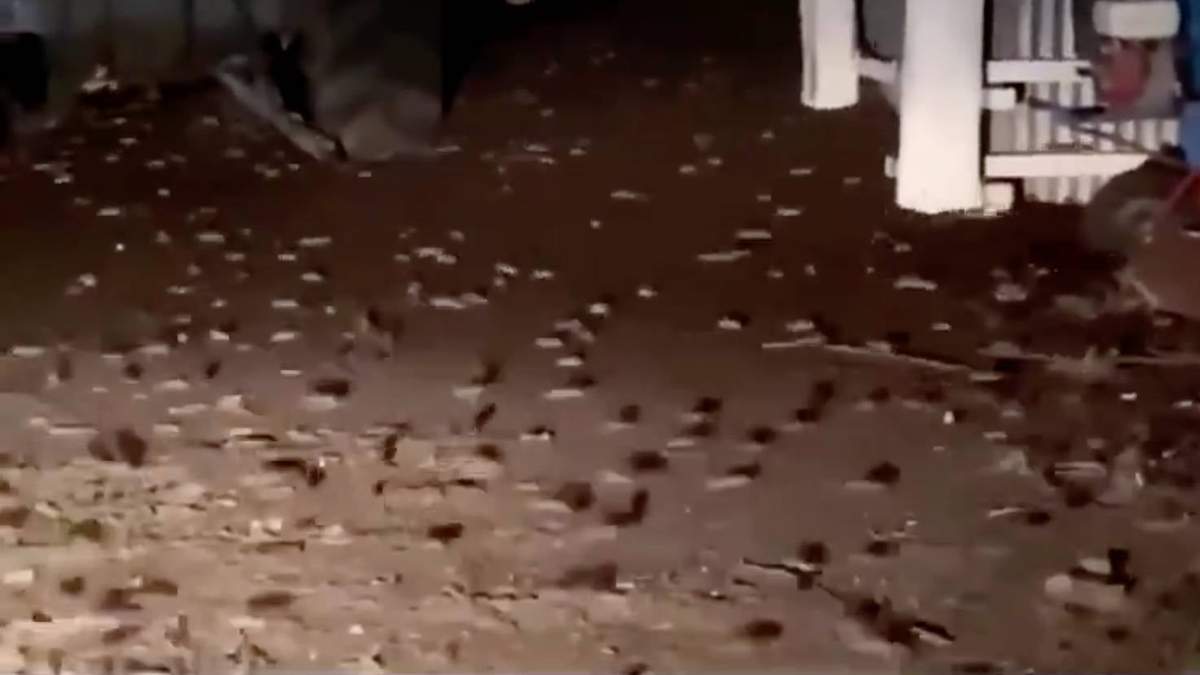 Uno de los videos de la plaga de roedores en Australia